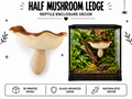 Half Mushroom Ledge – Enclosure Decor