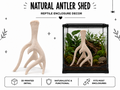 Natural Antler Shed – Reptile Climbing & Decor