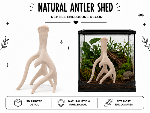 Natural Antler Shed – Reptile Climbing & Decor