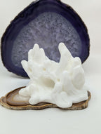 Organic Coral Cave Hide - Natural Reef-Inspired - Reptile Decor