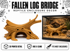 Fallen Log Bridge – Natural Basking & Climbing